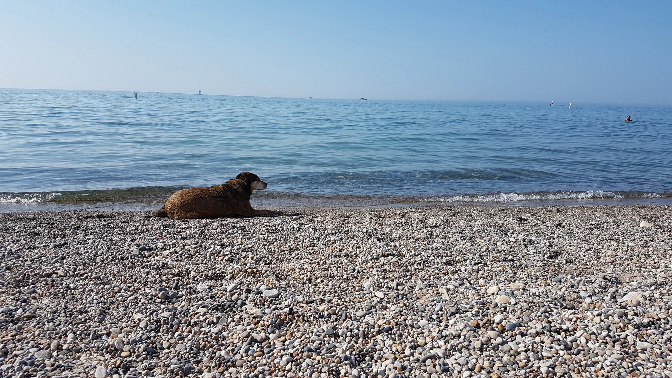 Banner image of a scenic white stone beach with a dog near the water.